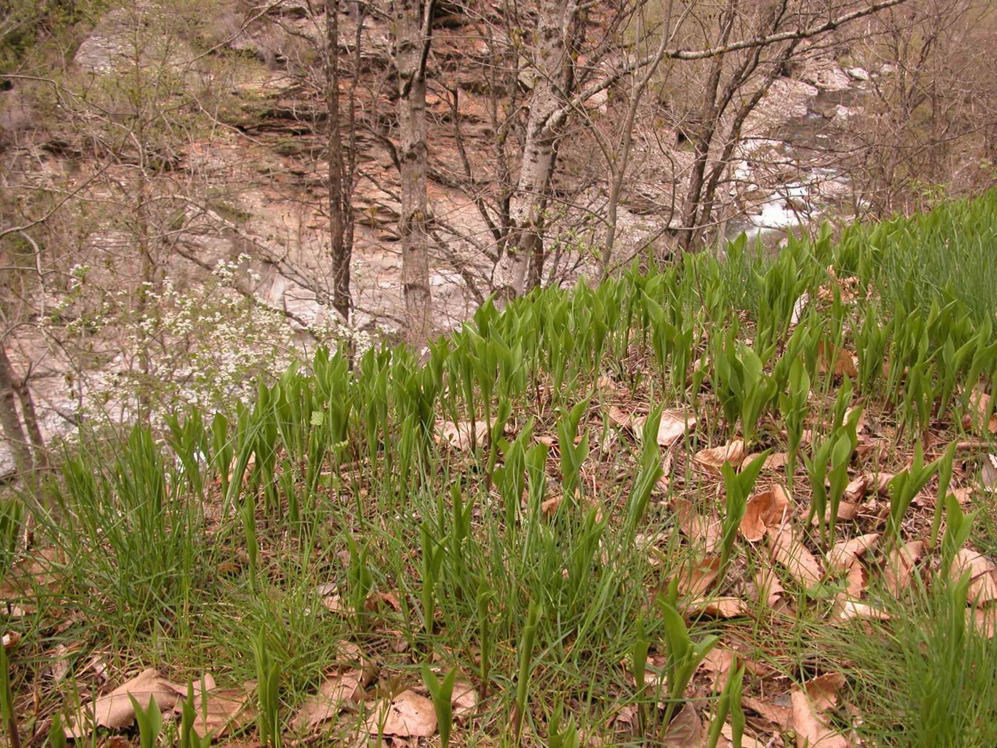 Lily-of-the-valley leaf